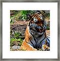 Amur Tiger 3 Framed Print