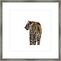 Amur Tiger On Transparent Background Framed Print