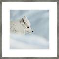 An Arctic Fox In Snow. Framed Print