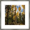 An Autumn Morning In The Woods Framed Print