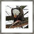 An Eagles Meal Framed Print