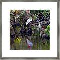 An Egrets World Framed Print