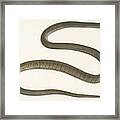 An Indian Brown And Grey Snake Framed Print
