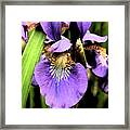 An Iris Portrait - Botanical Framed Print