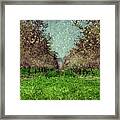 An Orchard In Blossom In The Eila Valley Framed Print