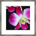 An Orchid Framed Print