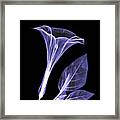 An X-ray Of A Datura Flower Framed Print