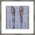 Anatomy Of Art Muscles Of The Leg Framed Print