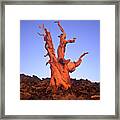 Ancient Bristlecone Pine And Moon Framed Print
