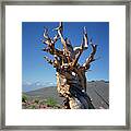 Ancient Bristlecone Pine Tree Composition 2, Inyo National Forest, White Mountains, California Framed Print