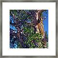 Ancient Bristlecone Pine Tree Composition 3, Inyo National Forest, White Mountains, California Framed Print