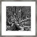 Ancient Bristlecone Pine Tree, Composition 5 Bw, Inyo National Forest, White Mountains, California Framed Print