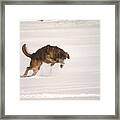 Andy - On The Hunt Framed Print