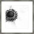 Anemone Bloom Framed Print