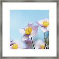 Anemone  Elegans Flowers Framed Print