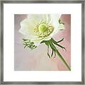 Anemone. Framed Print