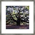 Angel Oak Ii Framed Print