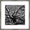 Angel Oak Johns Island Black And White Framed Print