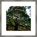 Angel Oak Tree 2004 Framed Print