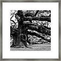 Angel Oak Tree 2009 Black And White Framed Print