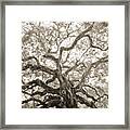 Angel Oak Tree Charleston Sc Framed Print