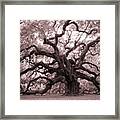 Angel Oak Tree Framed Print