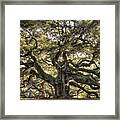 Angel Oak Tree Live Oak Framed Print