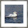 Angry Swan On The Water Framed Print