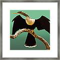 Anhinga Framed Print