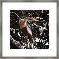 Anhinga Water Fowl Framed Print