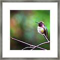Anna's Hummingbird I Framed Print