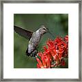 Anna's Hummingbird In The Ocotillo Framed Print