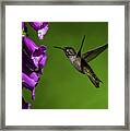 Anna's Hummingbird With Fox Glove Flowers Framed Print