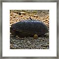 Ant And The Turtle Framed Print