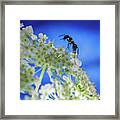 Ant Mountain Climbing Framed Print