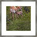 Antelope And Baby-signed-#3576 Framed Print
