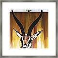 Antelope Framed Print