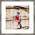 Antique Flower Framed Print