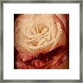 Antique Rose - In Full Bloom Framed Print