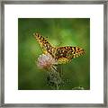 Aphrodite Fritillary Butterfly Framed Print