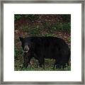 Appalachian Black Bear Framed Print