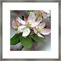 Apple Blossoms Framed Print