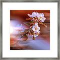 Apple Flower On Spring Day Framed Print