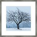 Apple Tree In Snowfall Framed Print