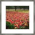 Apples Framed Print