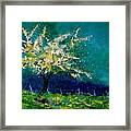 Appletree In Blossom Framed Print