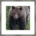 Approaching Grizzly Framed Print