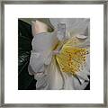 April Snow Sonata Framed Print