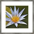 Aquatic Beauty Framed Print