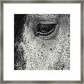 Arabian Horse Eye Framed Print